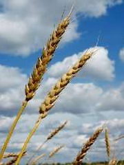 Best Commodity Funds Best Commodity Funds